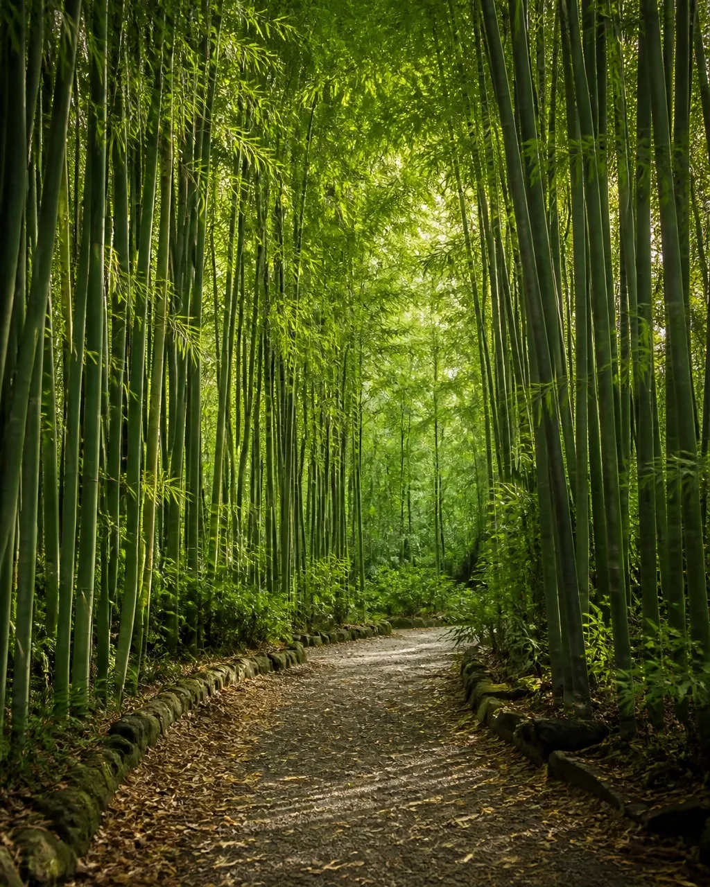 A tranquil bamboo forest surrounds a quiet walking path illuminated by soft filtered light.